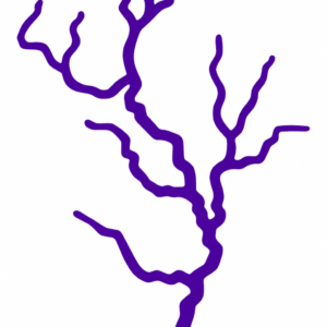Rayo Morado